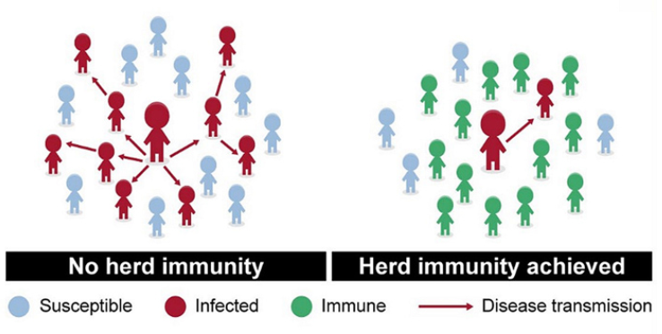 Understanding the Impact of Vaccination on Herd Immunity